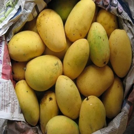 FARM FRESH MANGO CHAUNSA